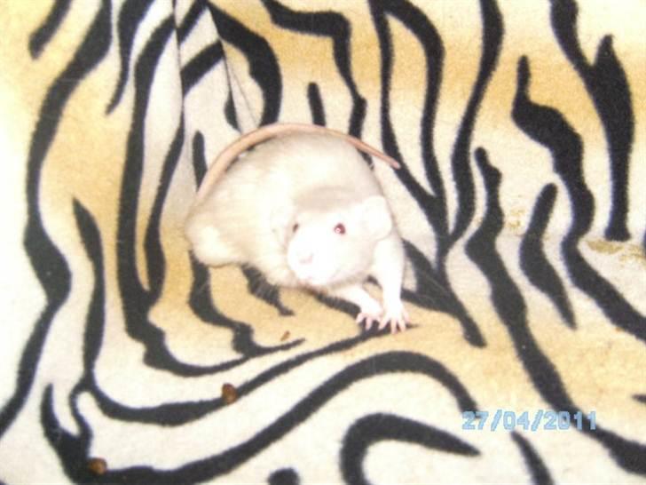 Tamrotte Røntveds Andiamo billede 4