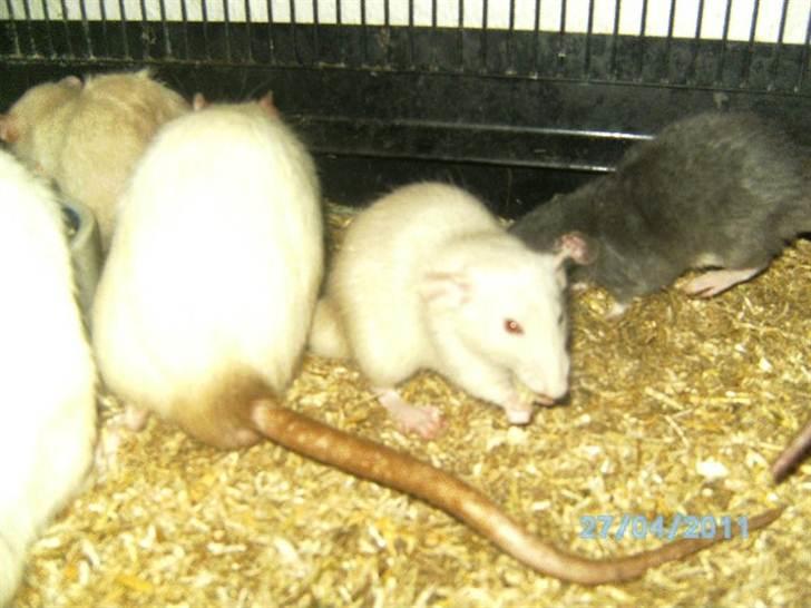 Tamrotte Røntveds Andiamo billede 5