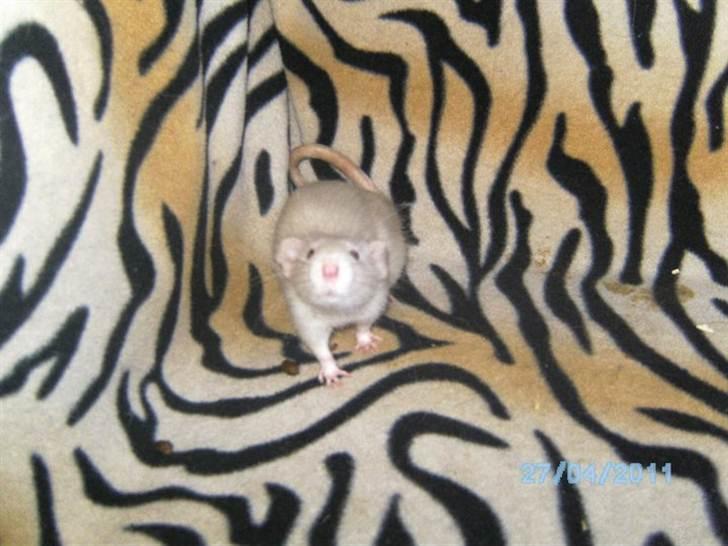 Tamrotte Røntveds Andiamo billede 6