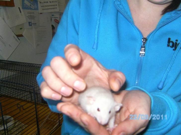 Tamrotte Røntveds Andiamo billede 7