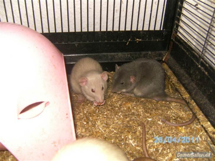 Tamrotte Røntveds Andiamo - mig og min bror billede 8