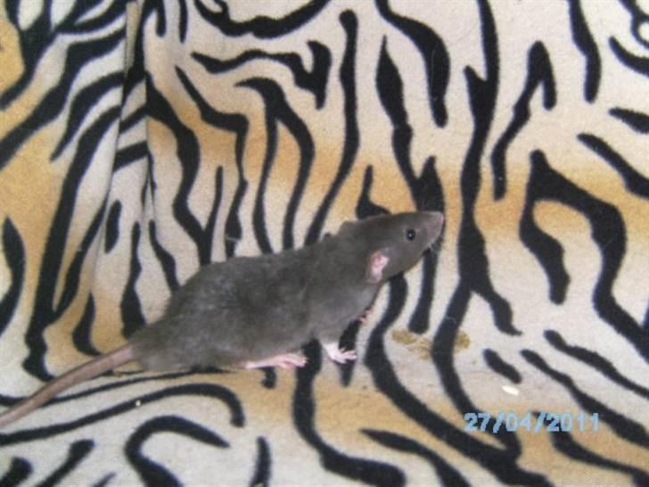 Tamrotte R's La Forza Del Destino billede 1