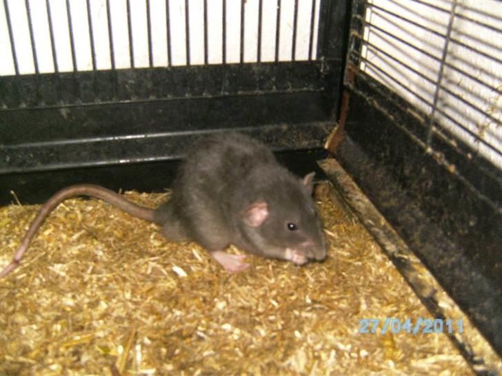 Tamrotte R's La Forza Del Destino billede 2