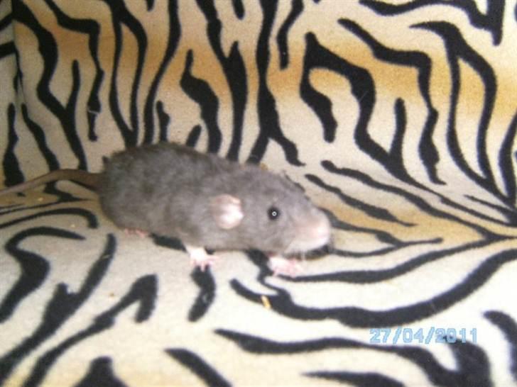 Tamrotte R's La Forza Del Destino billede 3