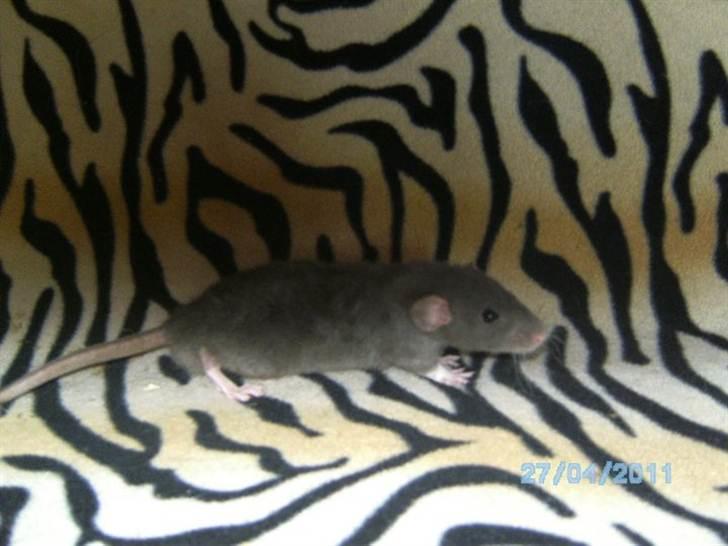 Tamrotte R's La Forza Del Destino billede 4