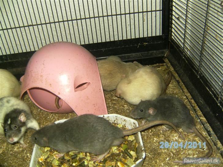 Tamrotte R's La Forza Del Destino - holder lige øje med Vittore billede 5