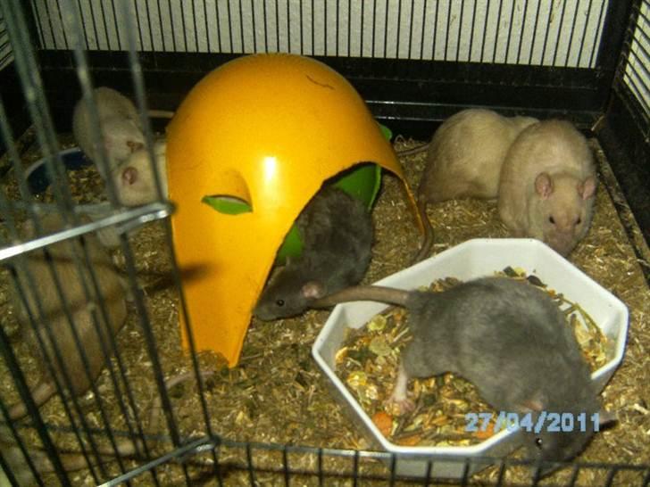 Tamrotte R's La Forza Del Destino - sniger mig ud af sputnikken billede 6