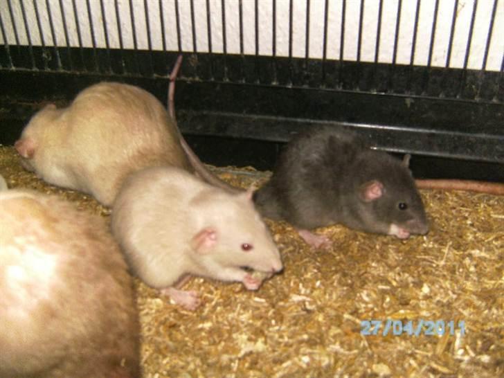 Tamrotte R's La Forza Del Destino - Mig og brormand billede 7