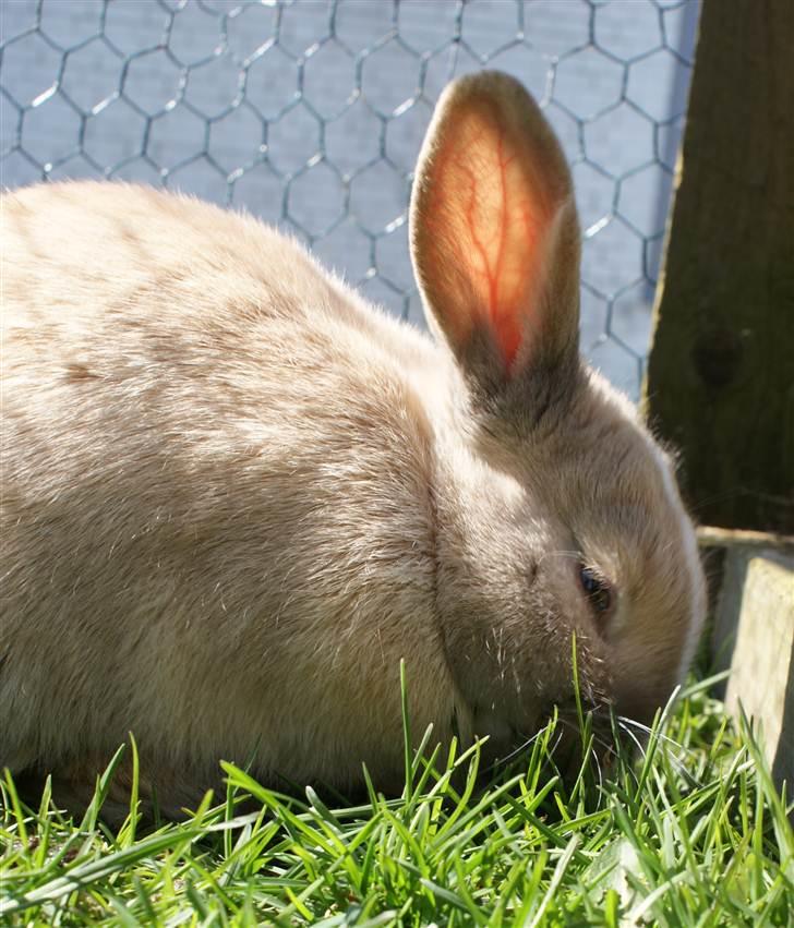 Kanin Ziggy's Nala |Solgt| - Nala nyder græsset en dejlig solskinsdag. billede 5