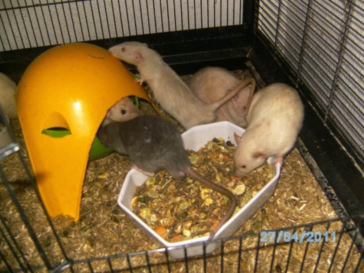 Tamrotte R's La Forza Del Destino billede 8