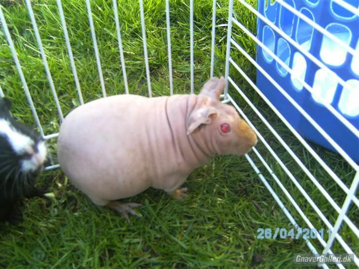 Marsvin Gizmos Vinca minor billede 7