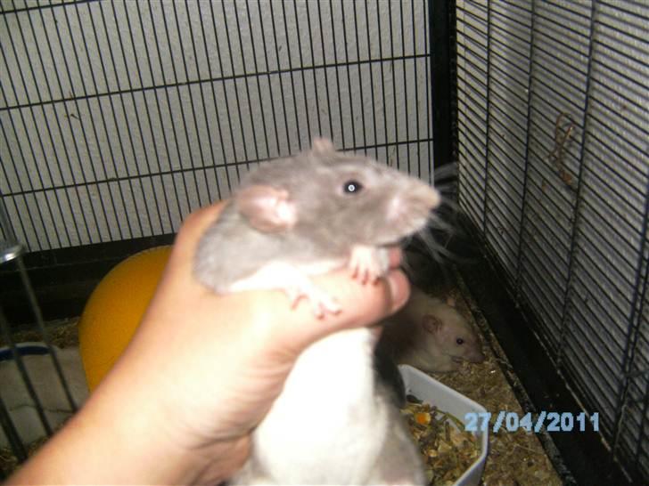 Tamrotte Røntveds Vittore billede 7