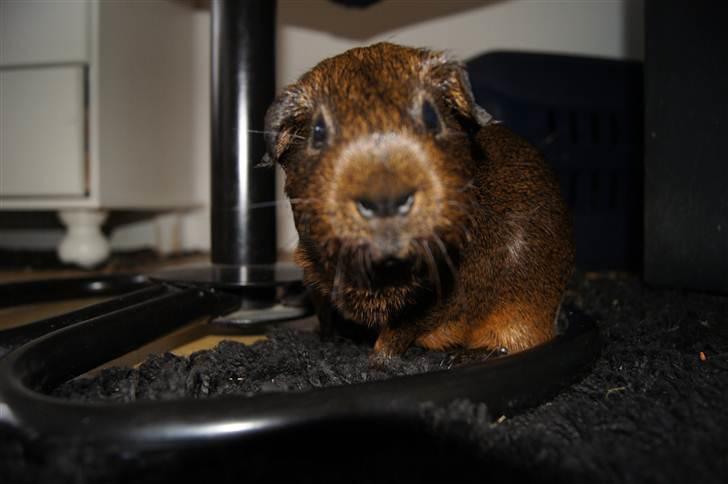 Marsvin Lille Sorte Sambo - Et af de absolut bedste af ham - lidt bæver er der over ham ;) billede 1