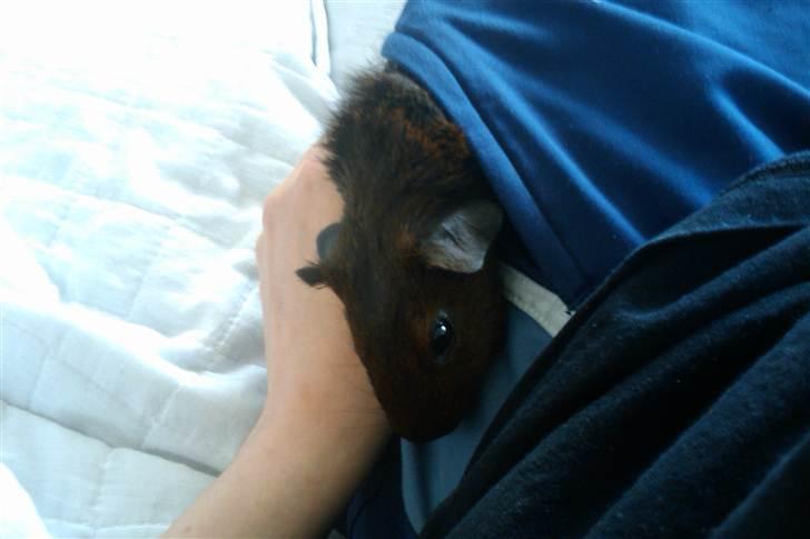 Marsvin Lille Sorte Sambo - En lille og nervøs Sambo kun to dage efter vi havde fået ham. Ynglingsopholdssted: Min bukselomme! billede 2