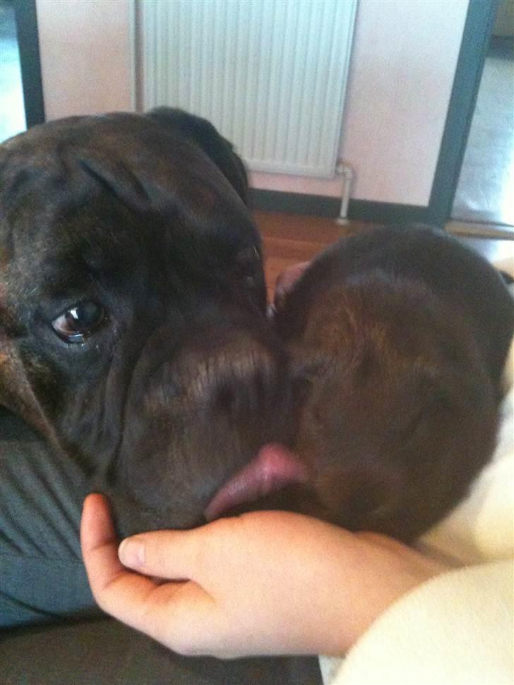 Marsvin Lille Sorte Sambo - Sambo er på papiret et marsvin men det ANER han ikke når han ser mine forældres hund - de to leger som to lige dyr. Så vi er ikke i tvivl: sambo er en hund i den forkerte dyrekrop billede 3