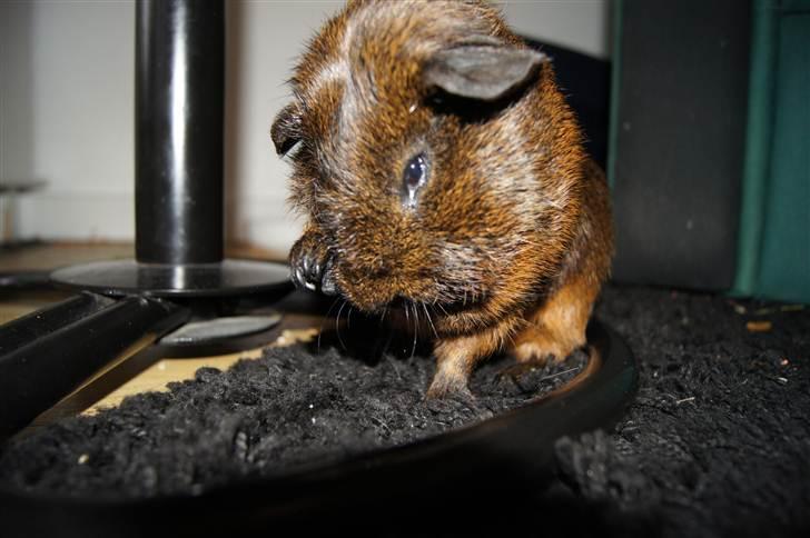 Marsvin Lille Sorte Sambo - ´Mor, hvorfor skælder du mig ud når jeg bider i dine ledninger?´ billede 4