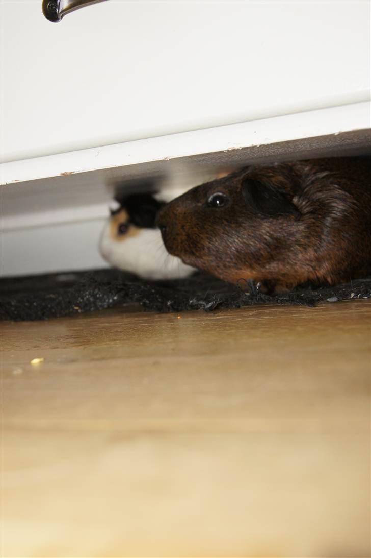 Marsvin Lille Sorte Sambo - Et godt bevis på at når vi forsøger at tage billeder af nogen elelr noget som ikke har Sambo i linsen, så skal han nok gøre sit for at komme med alligevel billede 5