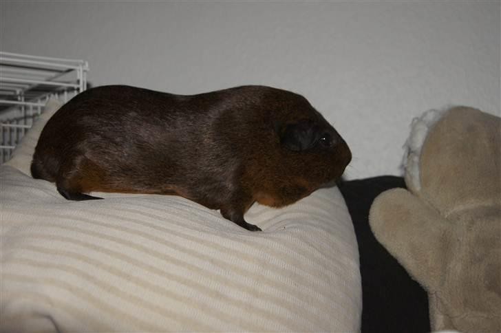Marsvin Lille Sorte Sambo - Tyk er han altså ikke - men han formår alligevel at se sådan ud. Her sidder han på sofaryggen, hvor han vel og mærke selv er hoppet op! billede 6