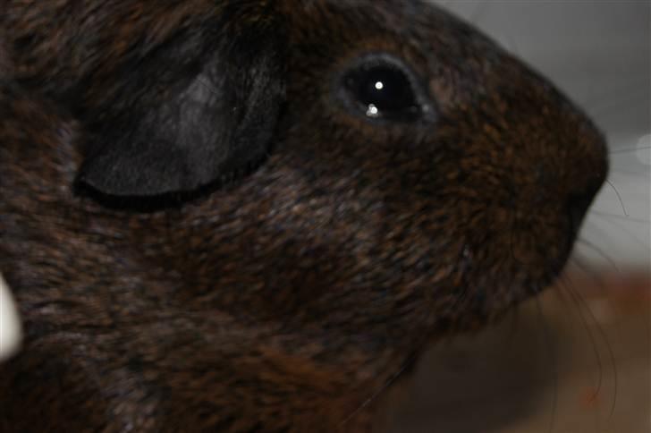 Marsvin Lille Sorte Sambo - Igen Sambo er i fokus for kameraet. Men vi elsker ham jo også så kan det undre :D billede 7