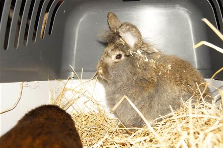 Kanin Albert - Netop bragt hjem - pelsen i fuldstændig vildrede og steder på kroppen manglende. Alt for tynd og meget tørstig billede 1