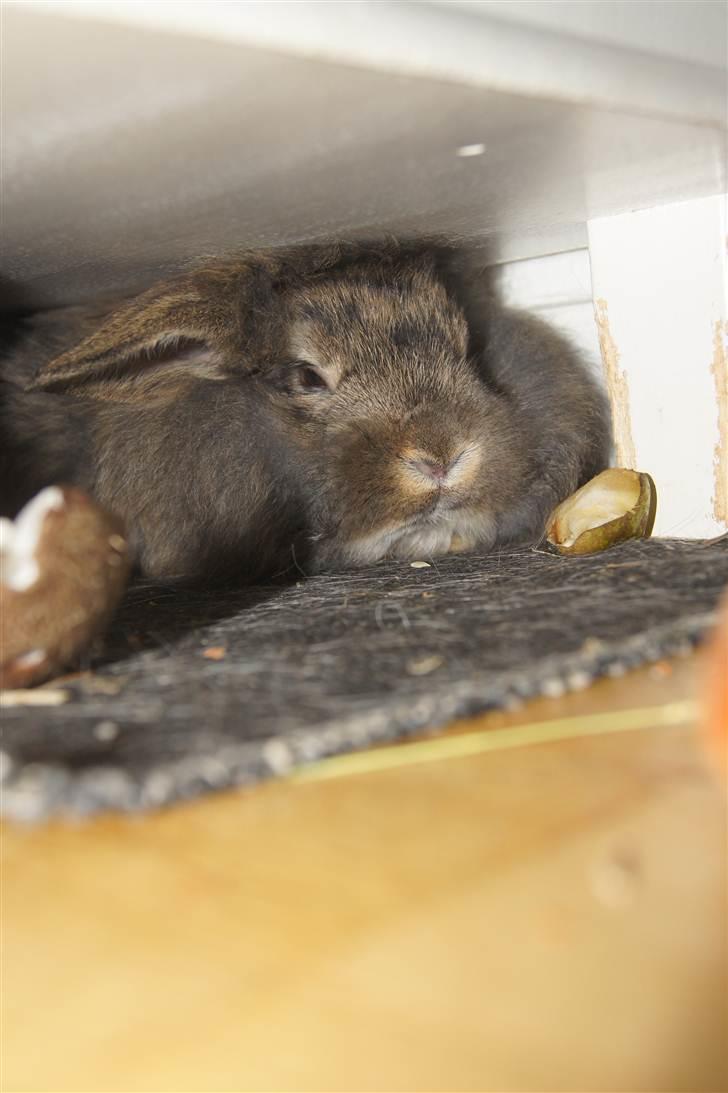 Kanin Albert - Har fundet sin private plads under min skænk når han er ude at løbe billede 2