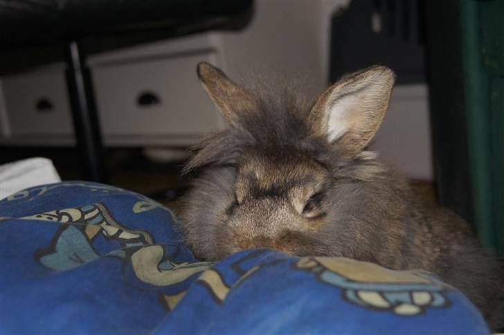 Kanin Albert - Elsker at lege med puder billede 3