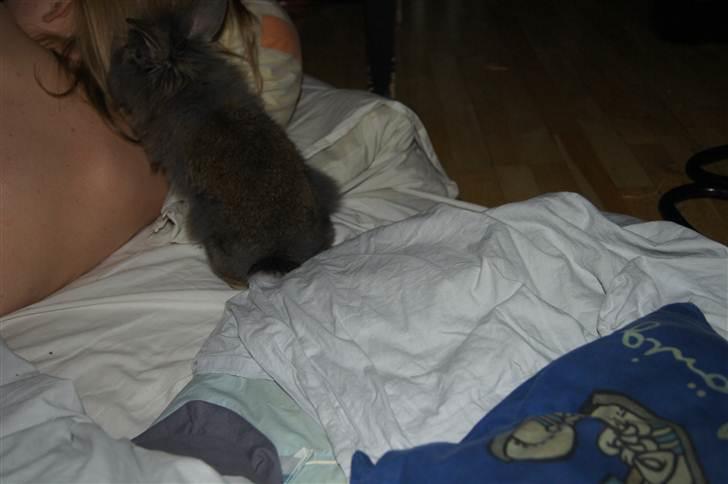 Kanin Albert - Jeg vil gerne have opmærksomhed, selvom jeg ved du ligger og plejer din solskoldning billede 4