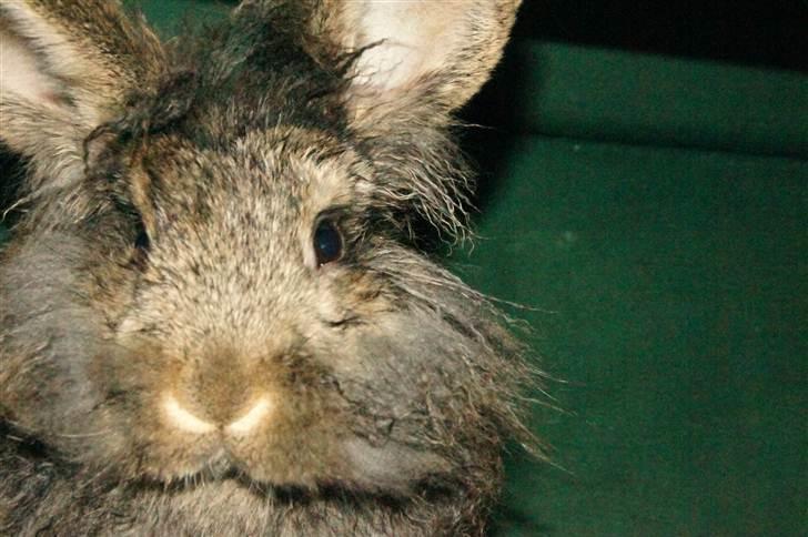 Kanin Albert - Jeg er dejligt rent syntes mor, men jeg vil helst være fri for det der baderi! billede 6