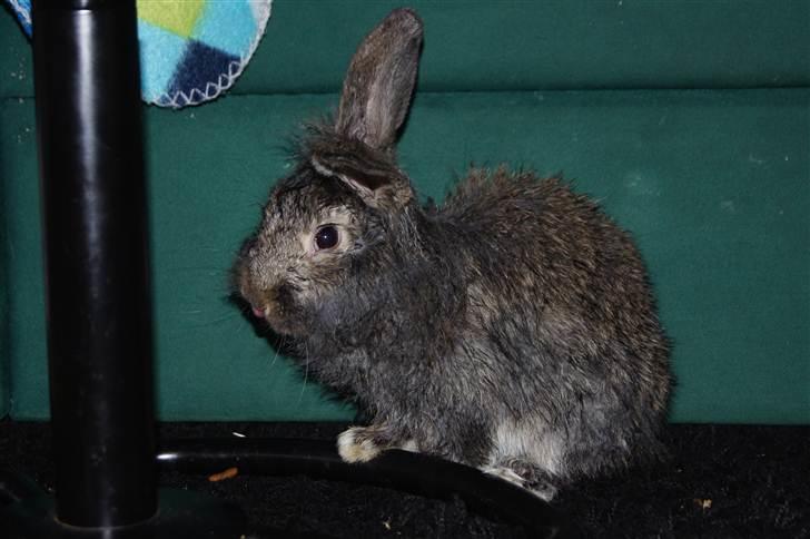 Kanin Albert - er jeg ikke sød billede 7