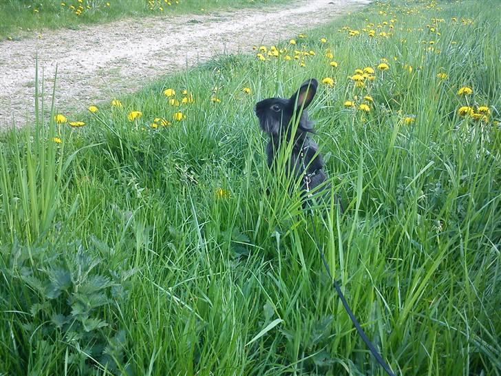 Kanin Roses Flicka billede 8