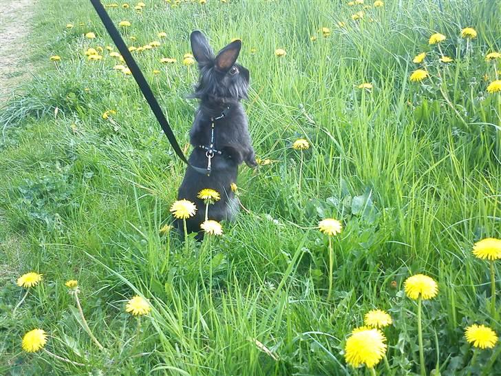 Kanin Roses Flicka billede 9