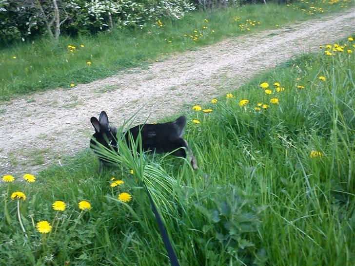 Kanin Roses Flicka billede 10