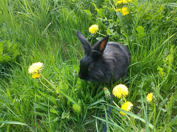 Kanin Roses Flicka billede 11