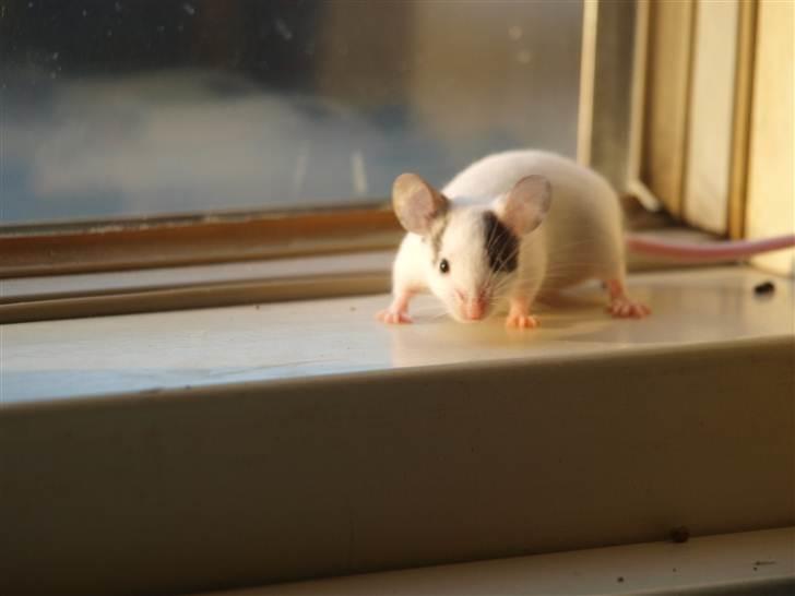 Mus stald woodstocks  esmaralda billede 1