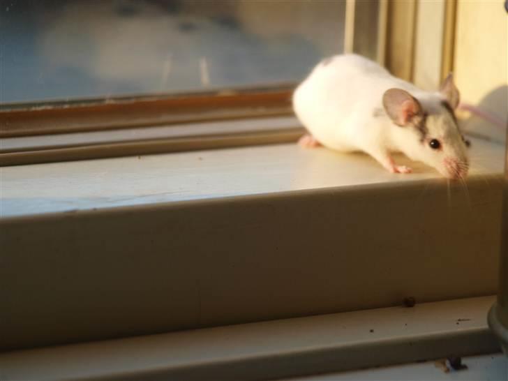 Mus stald woodstocks  esmaralda billede 2