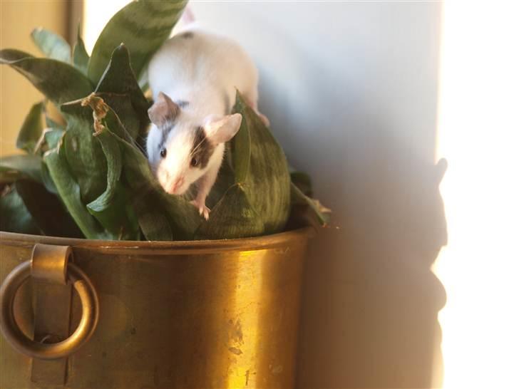 Mus stald woodstocks  esmaralda - din lille abe billede 3