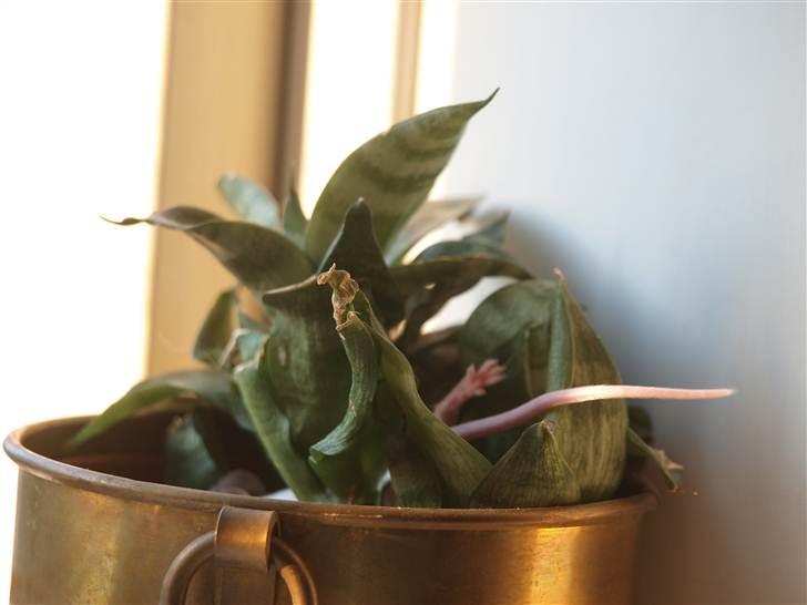 Mus stald woodstocks  esmaralda billede 4