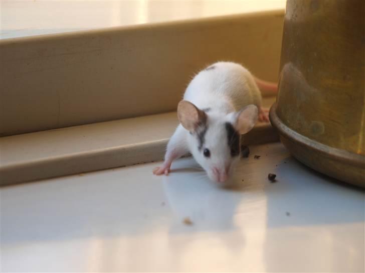 Mus stald woodstocks  esmaralda billede 5