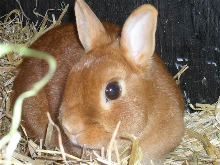 Kanin Elvira Maddigan Makenzie billede 1