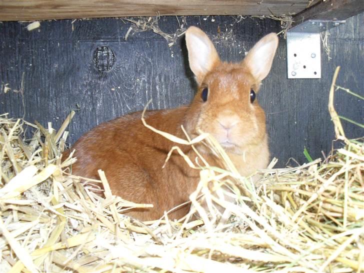 Kanin Elvira Maddigan Makenzie billede 2