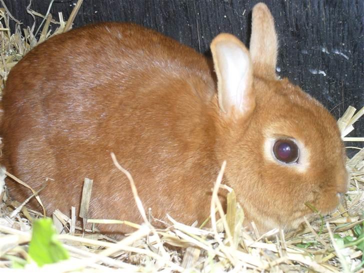 Kanin Elvira Maddigan Makenzie billede 3