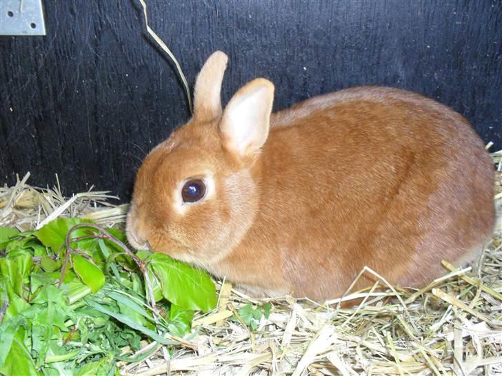 Kanin Elvira Maddigan Makenzie billede 4