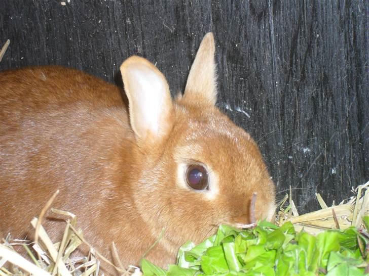 Kanin Elvira Maddigan Makenzie billede 5