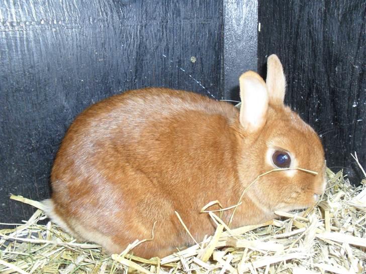 Kanin Elvira Maddigan Makenzie billede 6