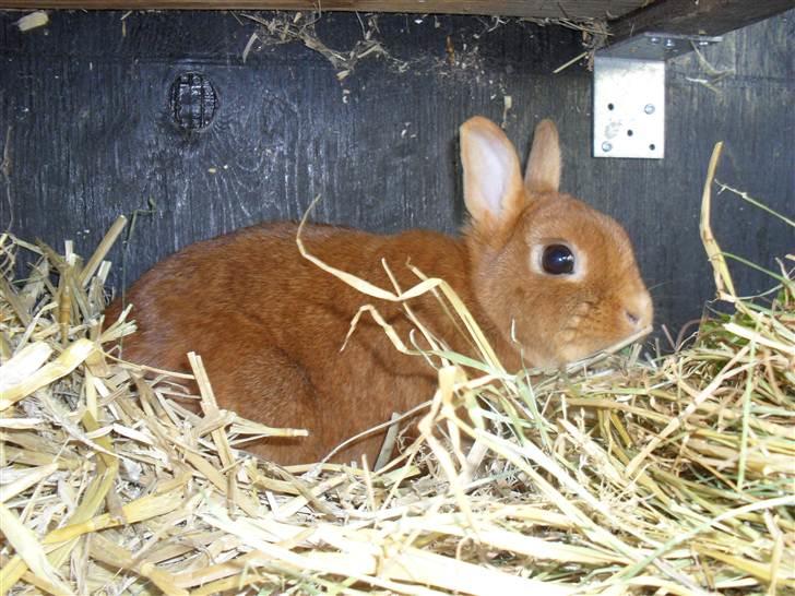 Kanin Elvira Maddigan Makenzie billede 7