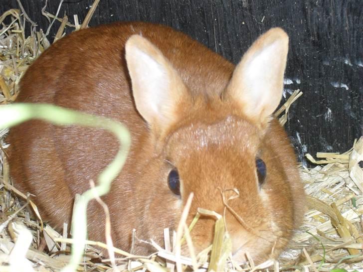 Kanin Elvira Maddigan Makenzie billede 8