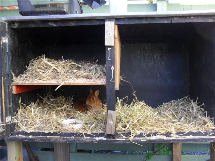 Kanin Elvira Maddigan Makenzie billede 9