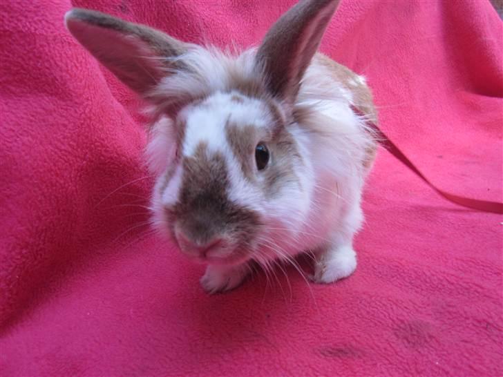 Kanin Mille billede 1