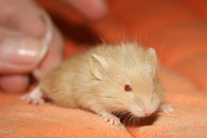 Mus Djævlen billede 1