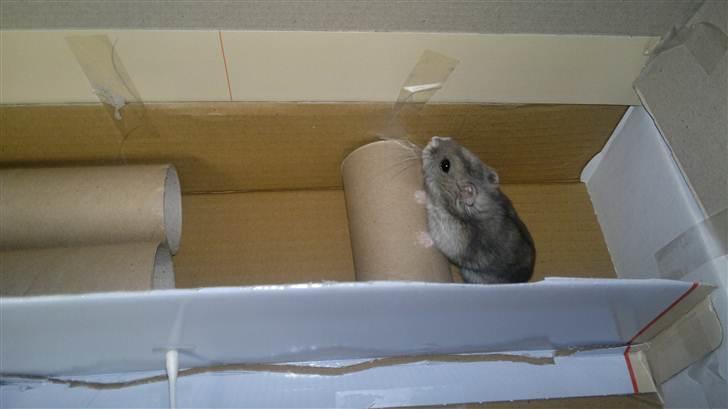 Dværghamster Grønnebæk's Nico - Gået bort - Sporty Nico:D billede 20